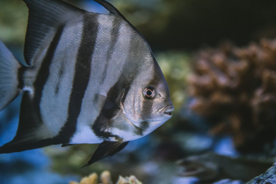 A spotted angelfish turning past coral