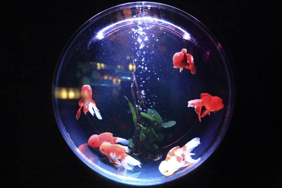 A round fishbowl with goldfish against a dark background
