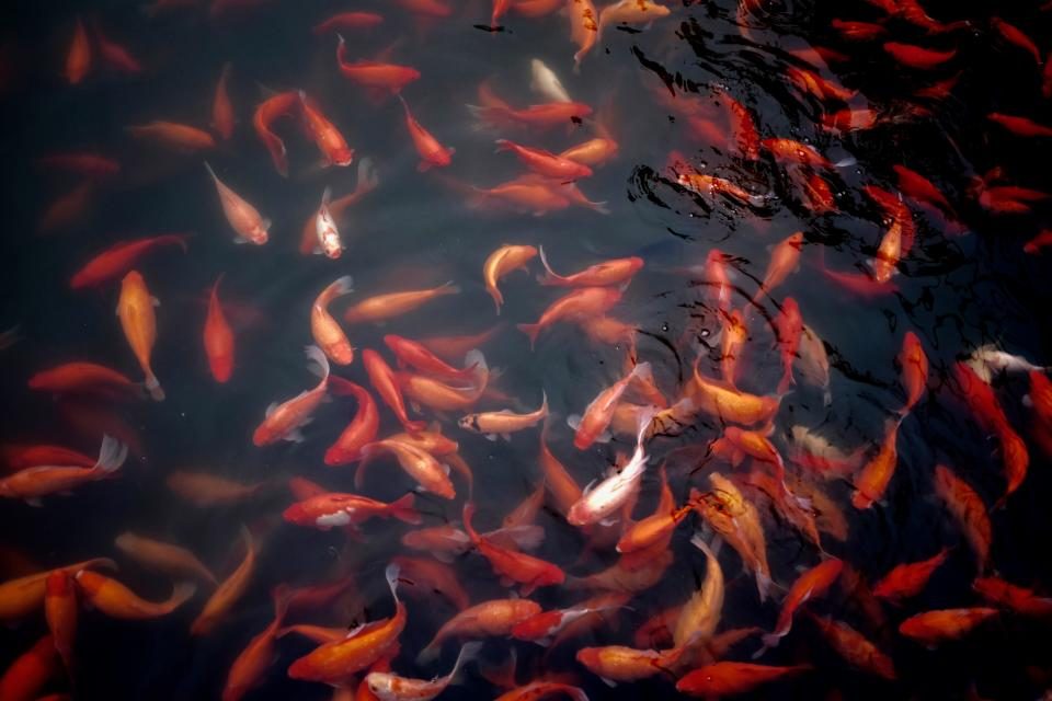 Goldfish crowding the surface of a pond